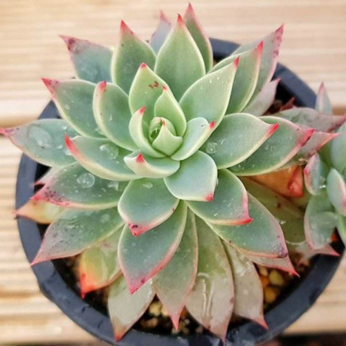 多肉品种:里加,菊纹章,趣蝶莲,萨宾娜,神想曲