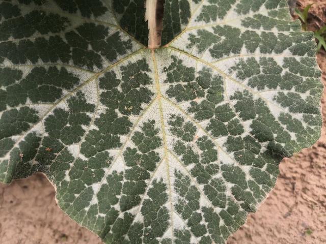 西葫芦长出银白色叶子一定要重视,搞清楚原因,才能有效防治