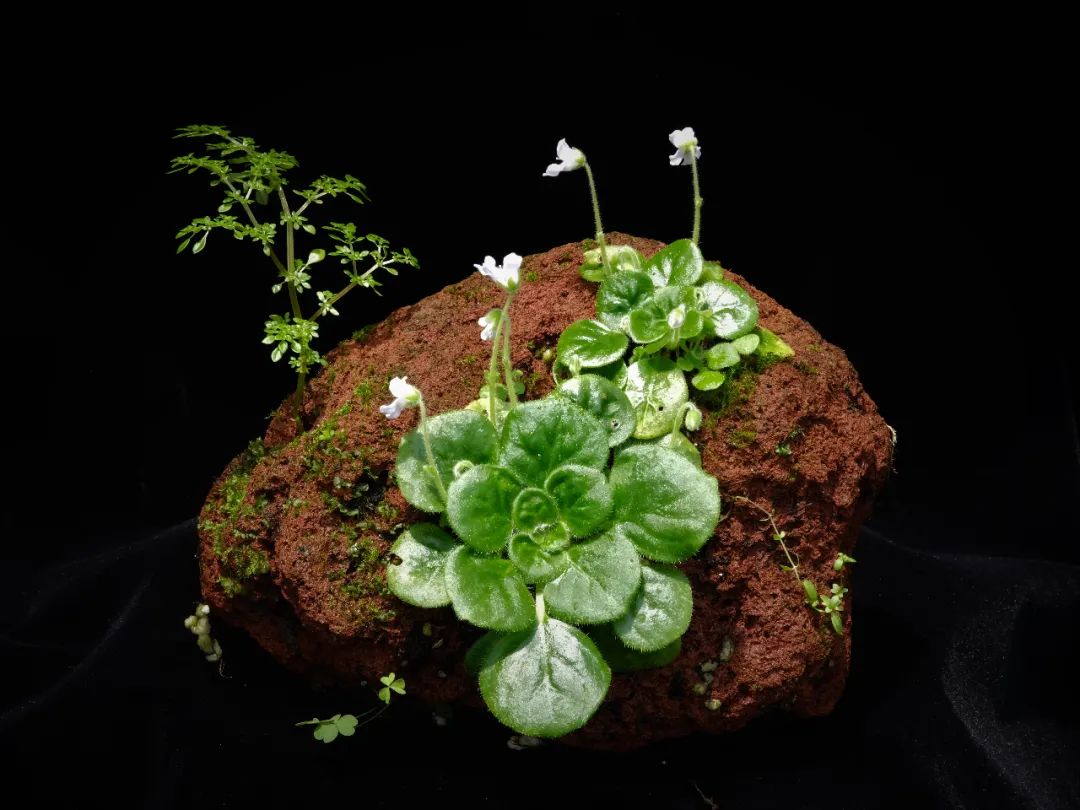 秦岭石蝴蝶是石头变化成的蝴蝶还是蝴蝶变成了石头