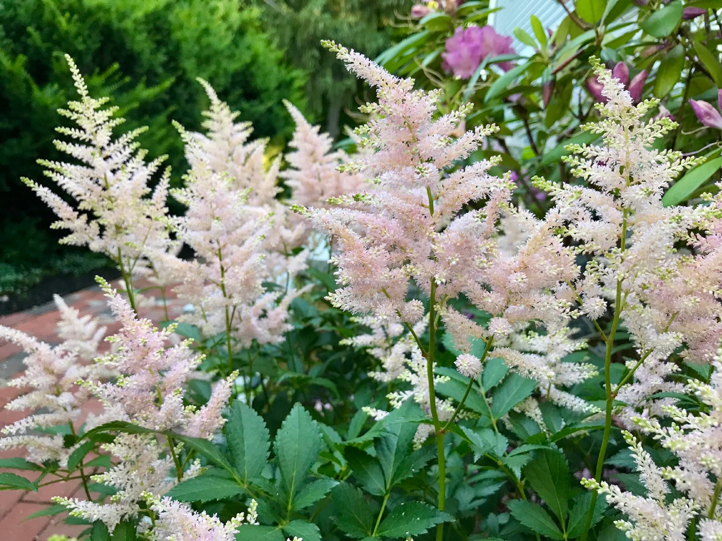 新型观赏花卉—落新妇,花色梦幻美丽,浪漫十足,阳光不多也能养