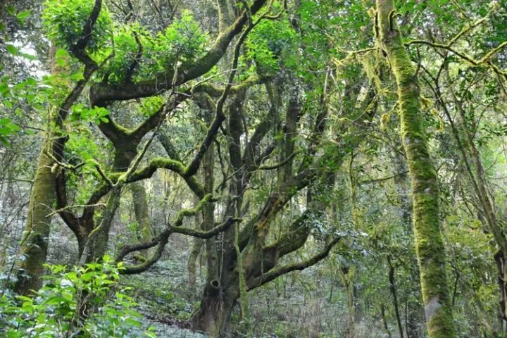 困鹿山皇家古茶园:苔藓茂盛,树花垂挂