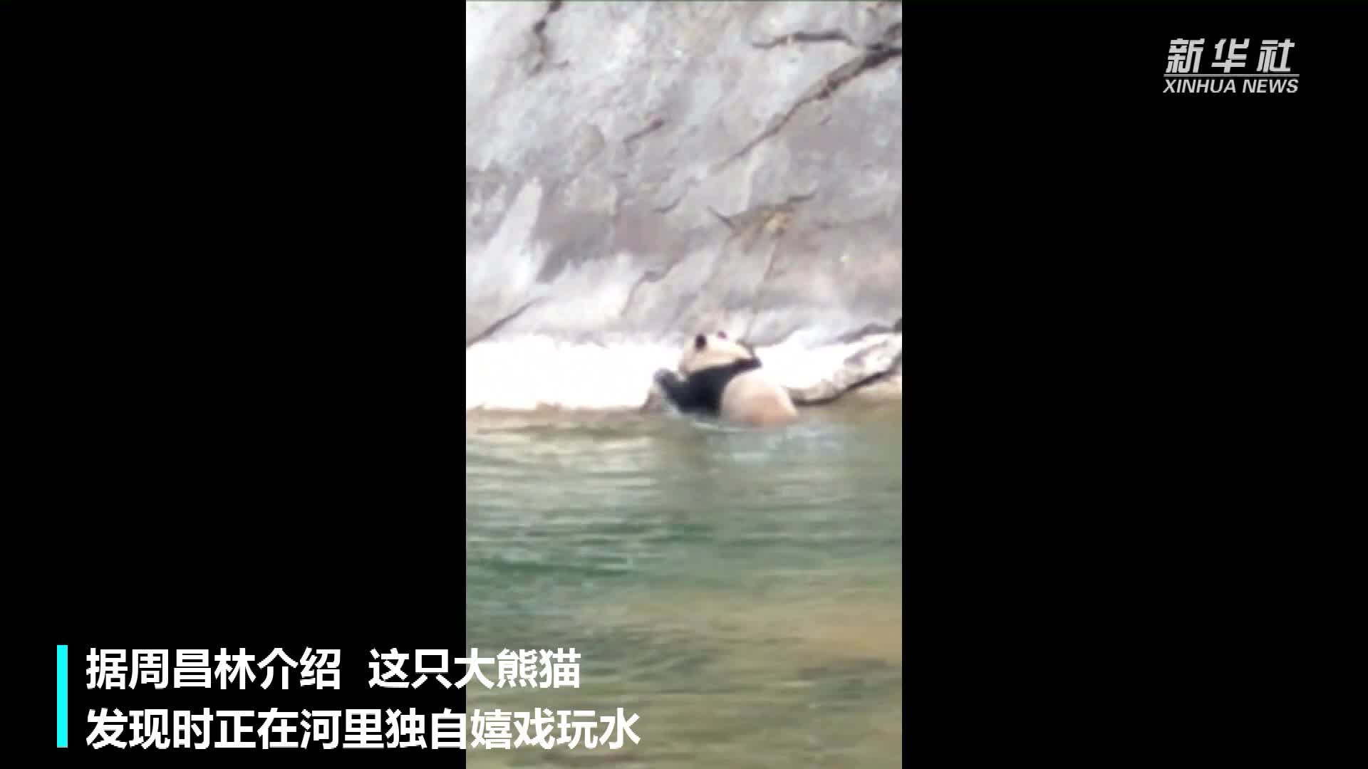 快来看这只野生大熊猫正在河里游泳