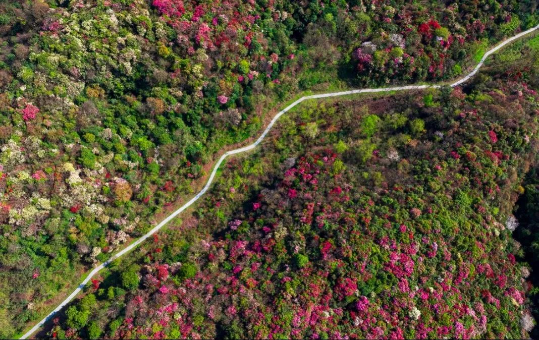 龙泉山百里杜鹃图片