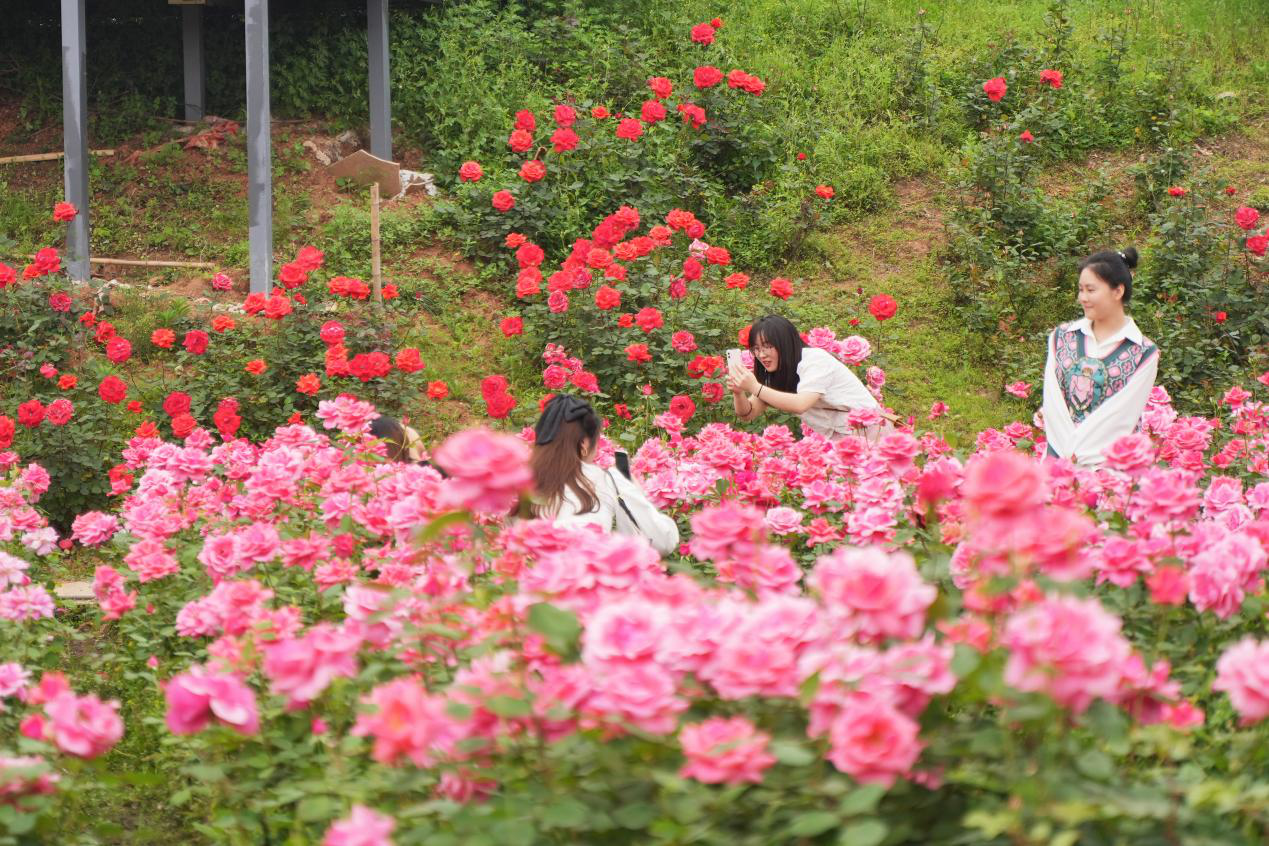 衡阳茶山坳花海图片