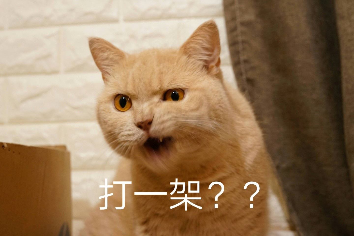 猫咪打架名场面 难道短腿的就活该被欺负?