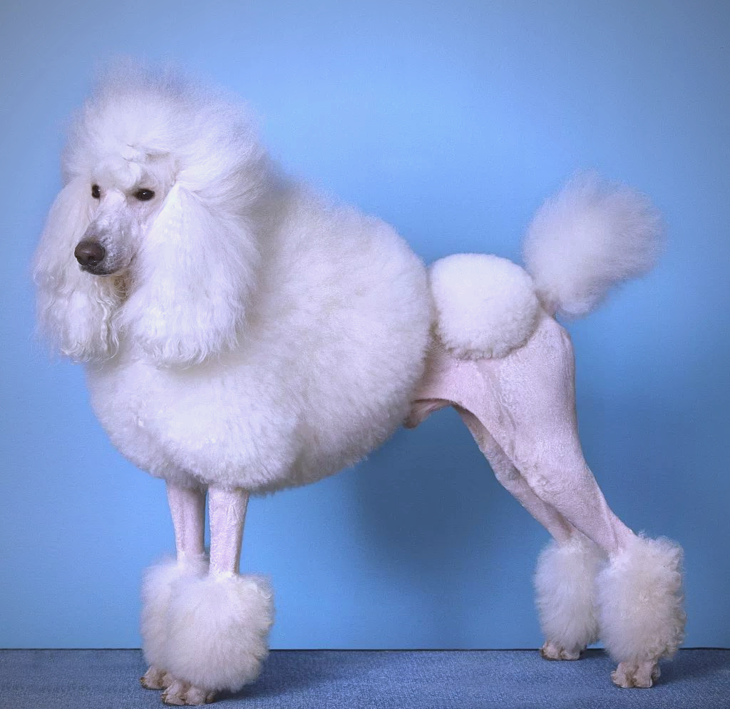 贵宾犬:优雅而聪明的宠物之选