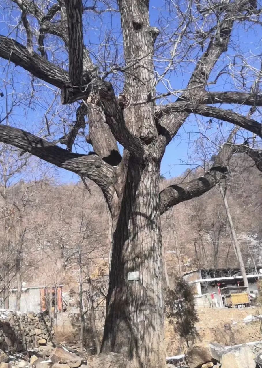 【文化灵寿】灵寿县的古树名木