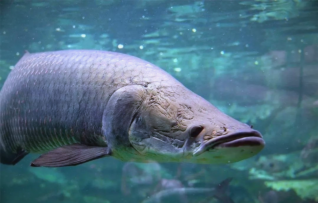 巨骨舌鱼:从淡水王者到濒危境地的神秘生物