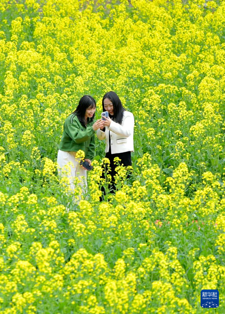 赏花图踏青图片