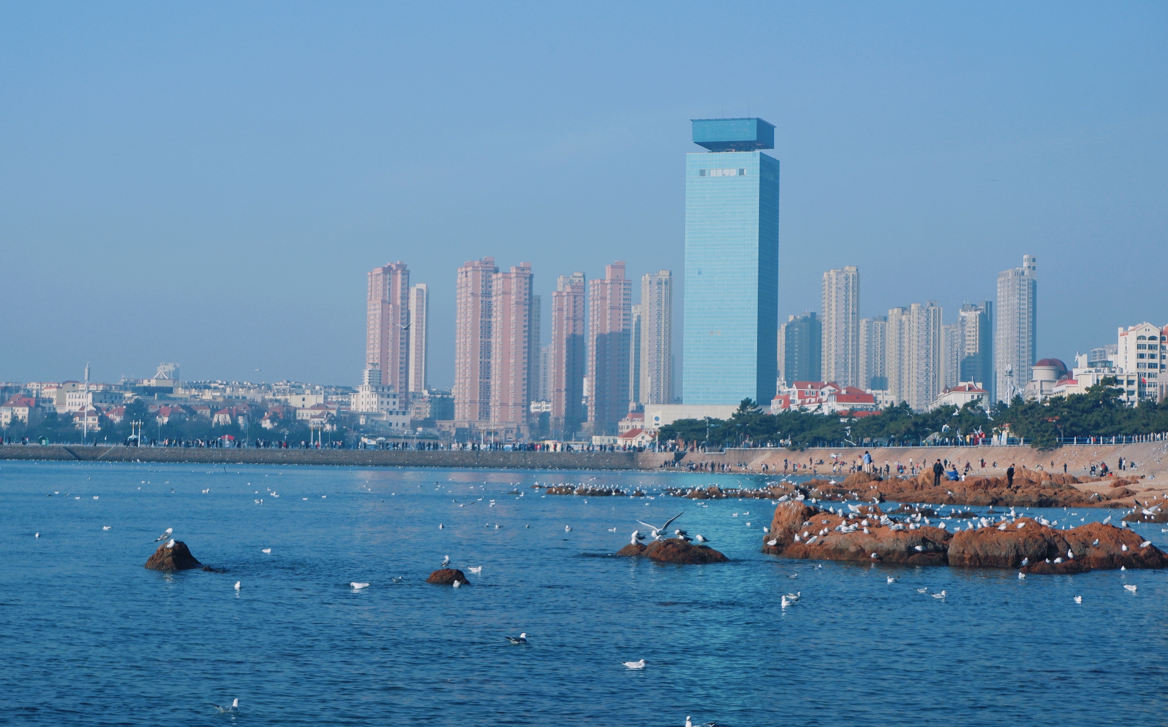 青岛冬季最热门景点,建于清朝的第一个人工码头,成群海鸥来过冬