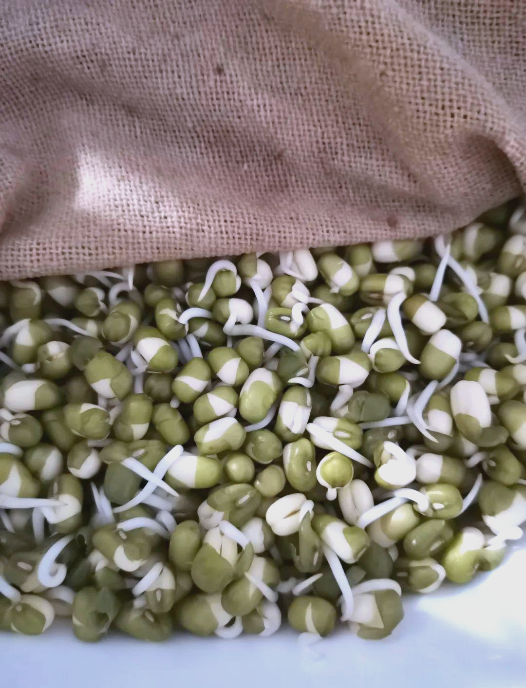 生绿豆芽的简单方法:从第一天到第五天的记录