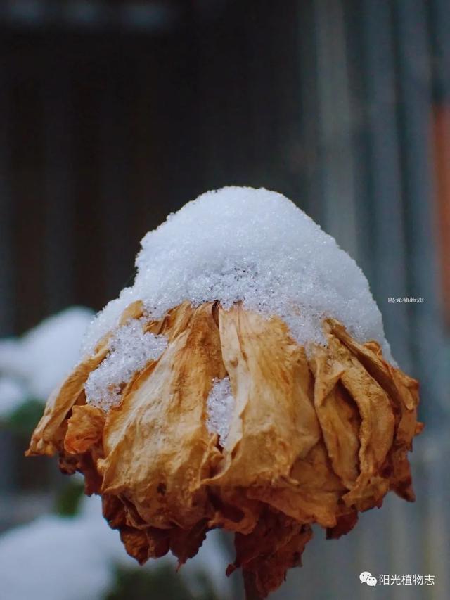 雪与植物嬉戏的样子