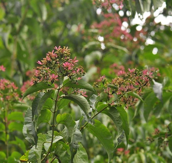 花如白玉也如霞——七子花
