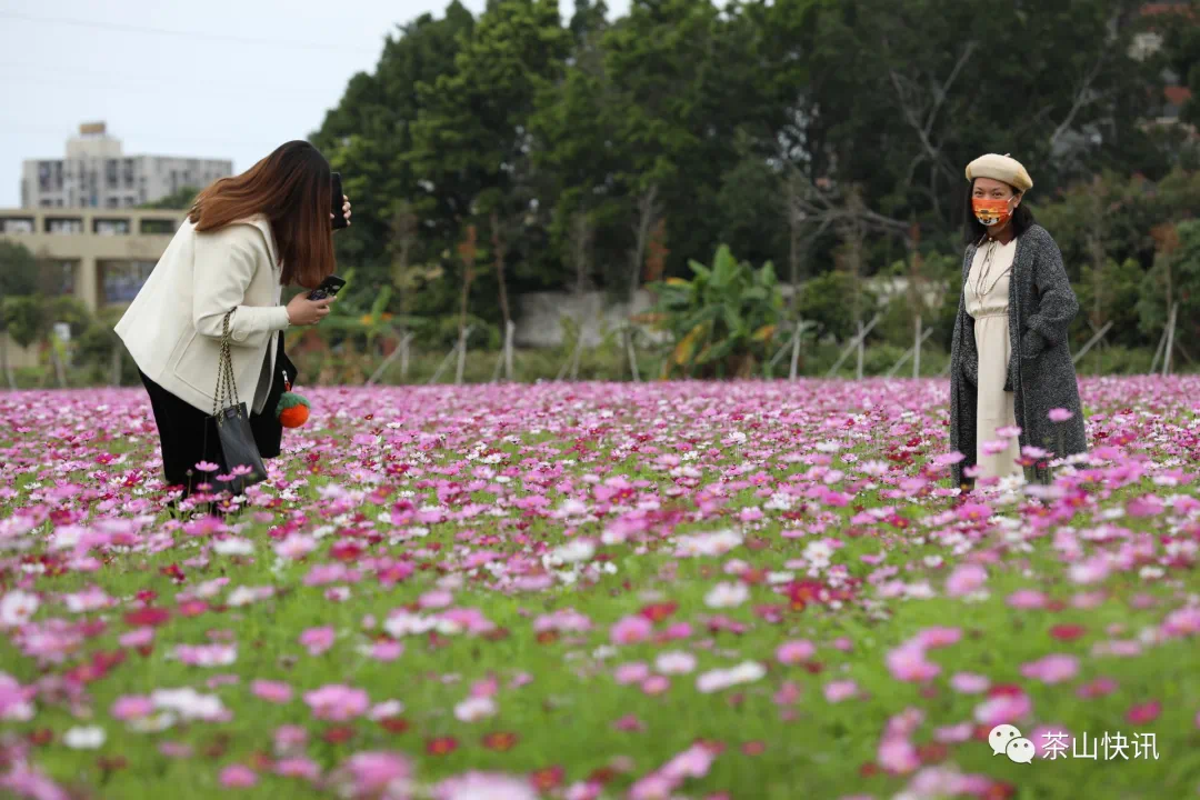 衡阳茶山坳花海图片