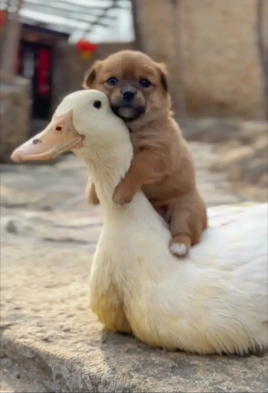 小狗抱着鸭子取暖 网友:可怜的小狗把鹅当妈妈!