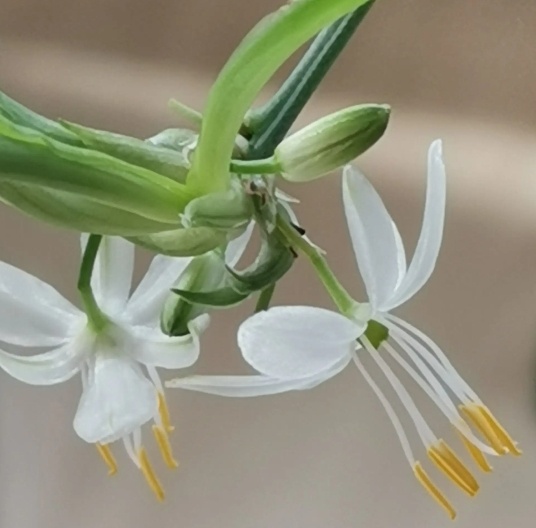 吸甲醛最厉害的8种花