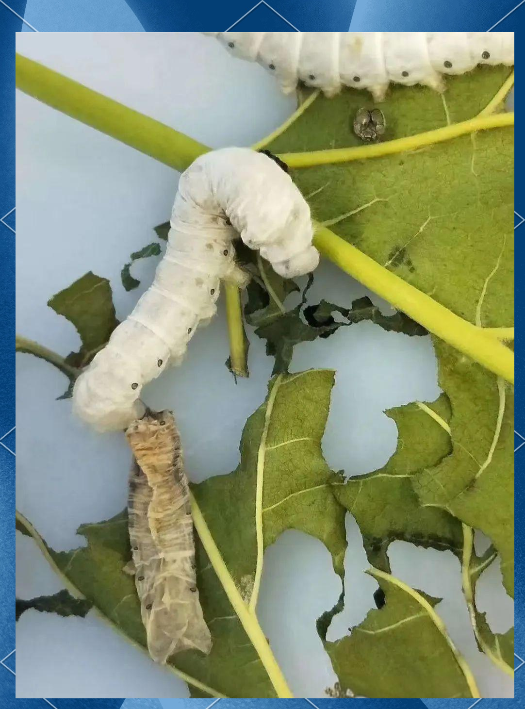 蚕宝宝蜕皮:从外观静止到内部成长的奇妙旅程