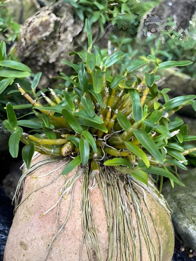 12年死磕底层技术 铁皮石斛寡糖赋能植物医生科研逆袭