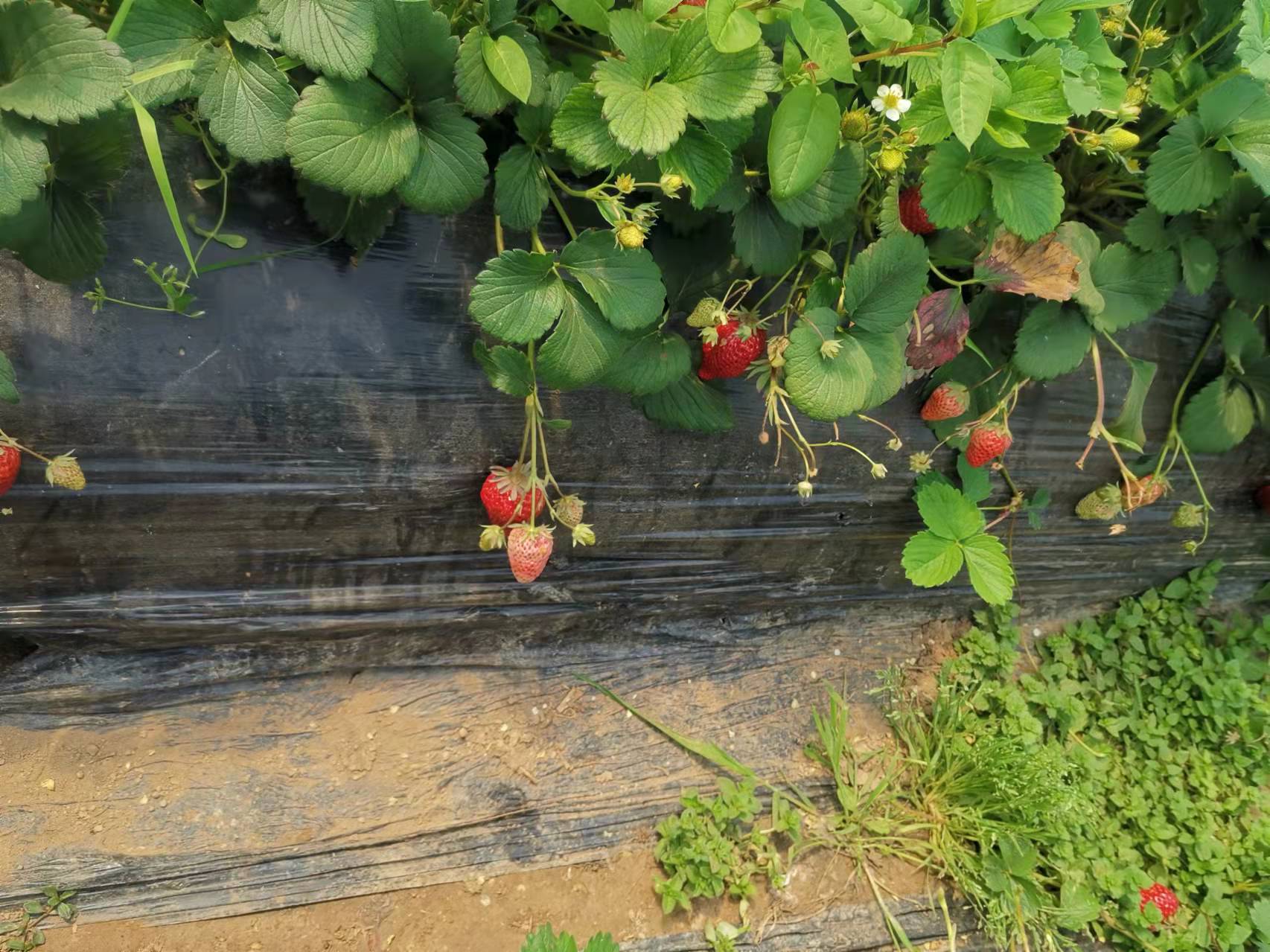 安九公路春日即景