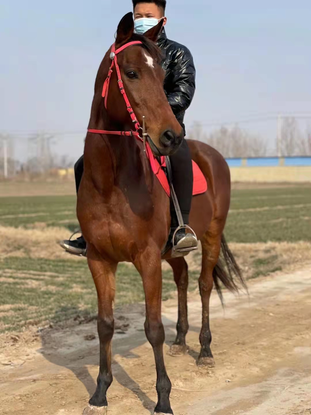 骑乘马养殖基地 山东济宁嘉祥养殖场