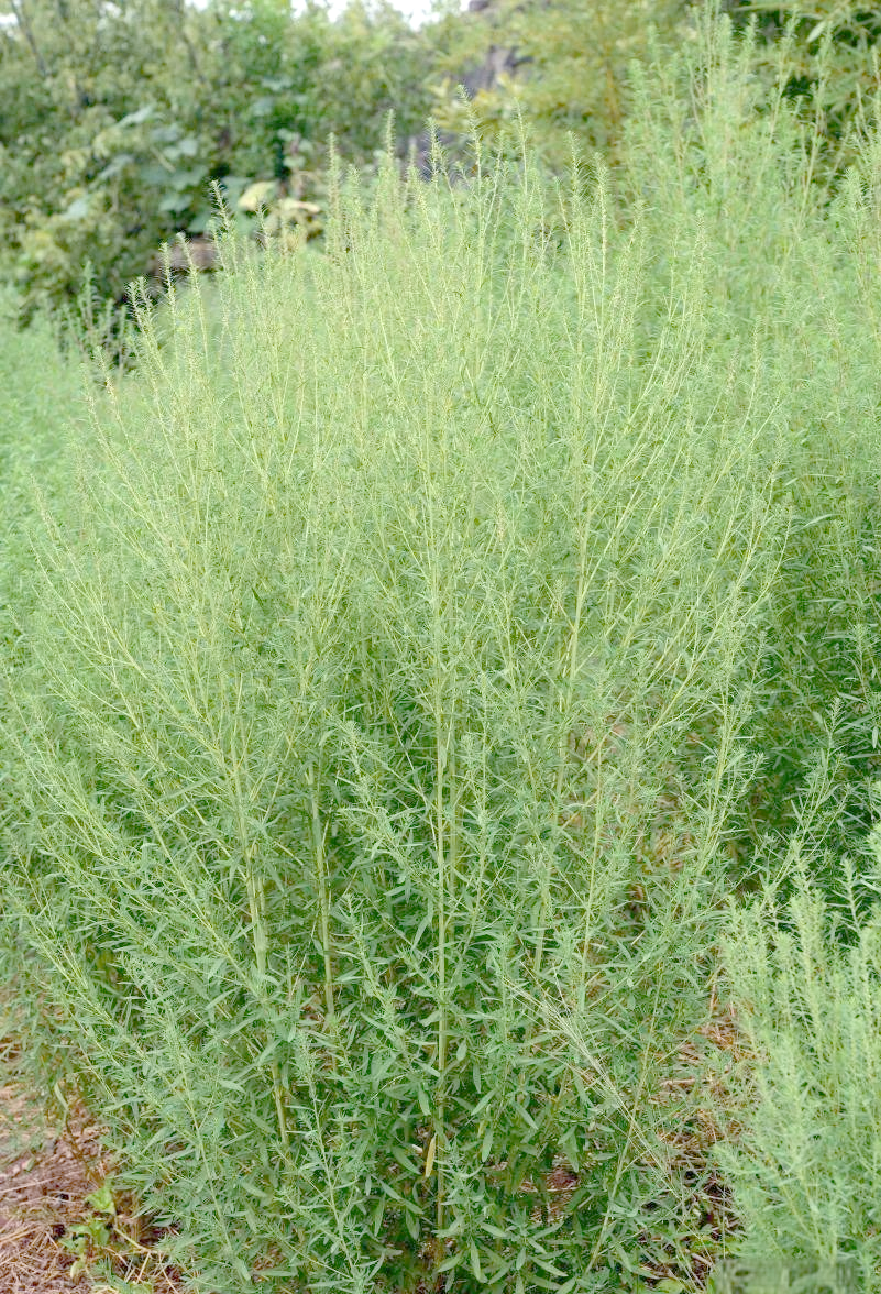 地肤子:性状,功效及与灰菜子的区别