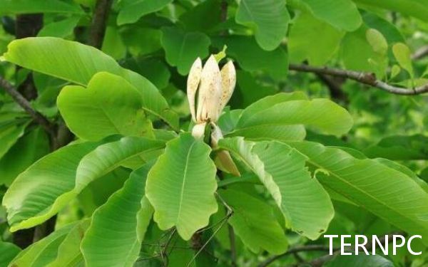 中国特产树种——凹叶厚朴