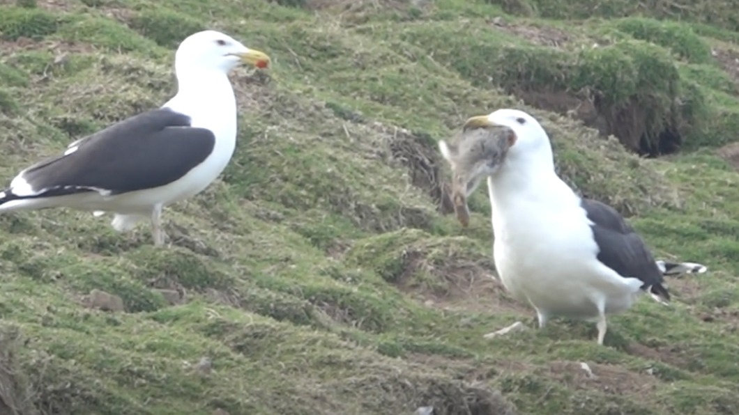 海鸥大口鲸吞野兔60秒画面太冲击