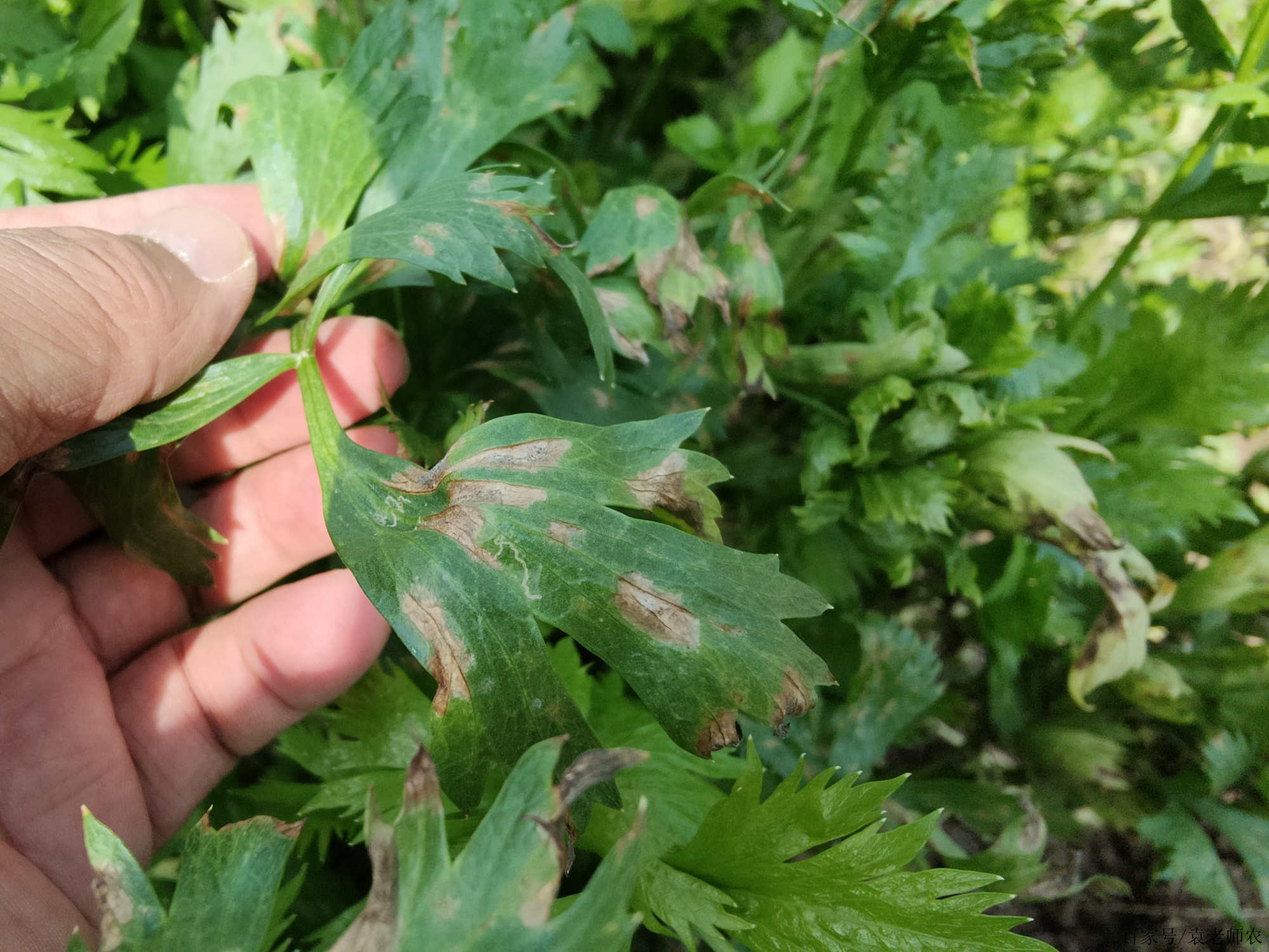 芹菜斑枯病毀葉嚴重,做好這兩點,就能輕鬆防治