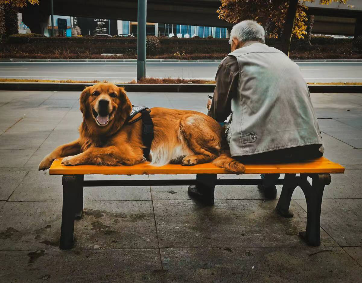 狗狗的陪伴对老人的晚年有多重要?