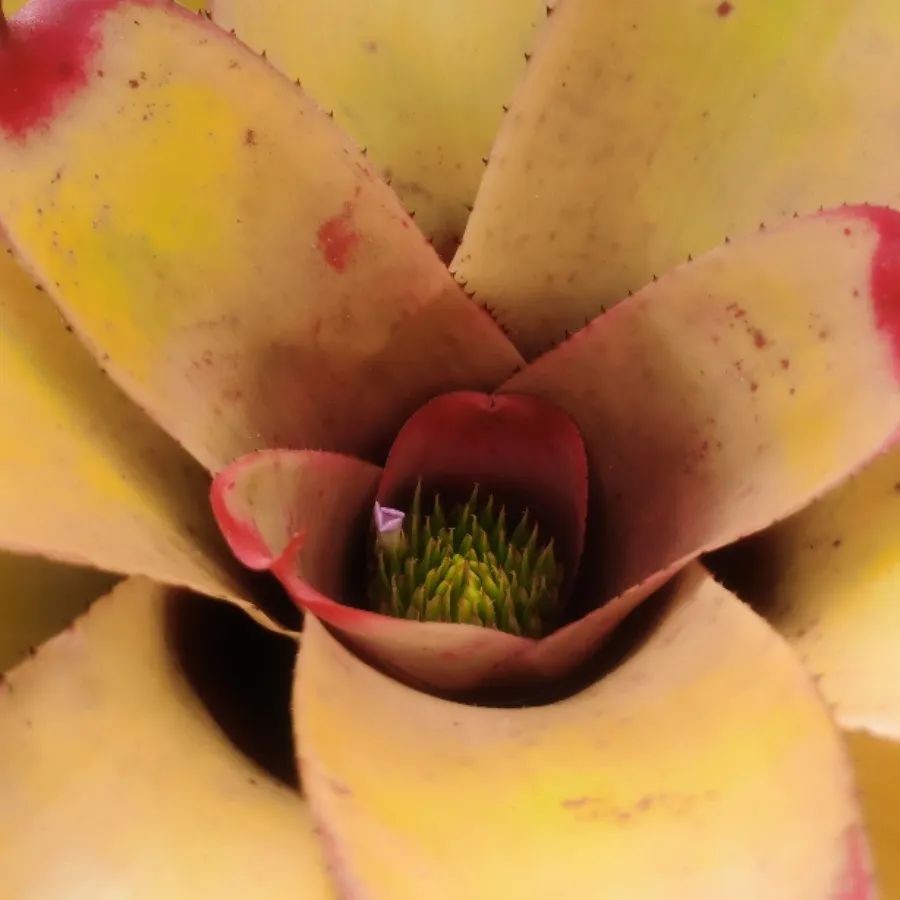 云赏花丨最灿烂的凤梨——彩叶凤梨属