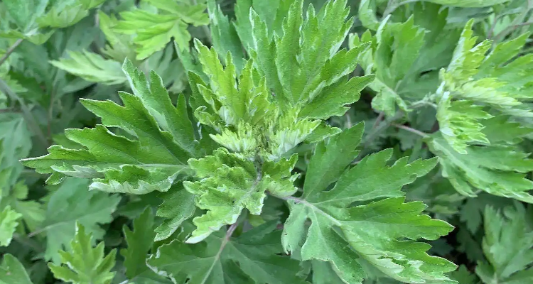 如何区分艾草和蒿草