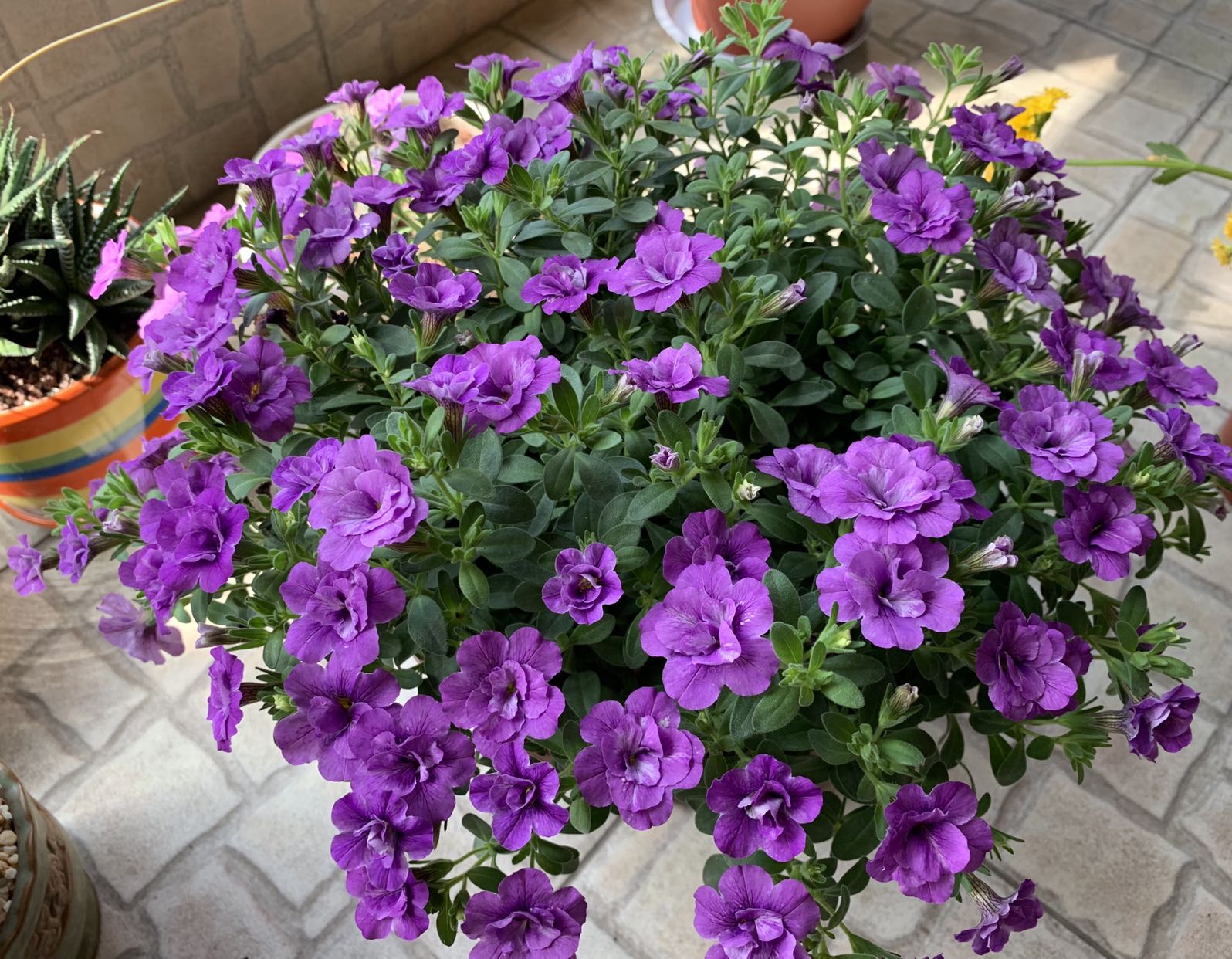 重瓣舞春花,盆栽花卉"新宠",好养易打理,能"点亮"你的阳台