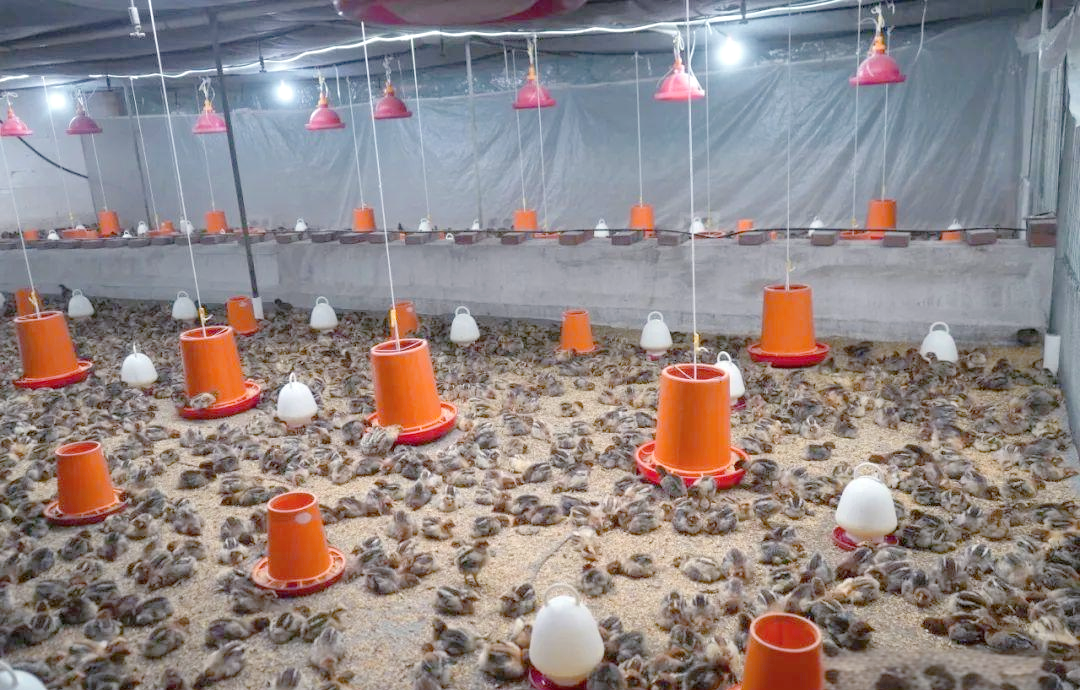 祥云温氏畜牧:肉鸡养殖助农户实现财富梦想