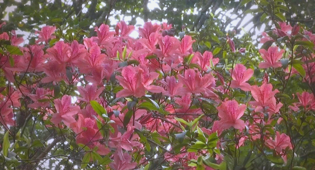 揭西龙山生态风景区的杜鹃花盛放与游客体验