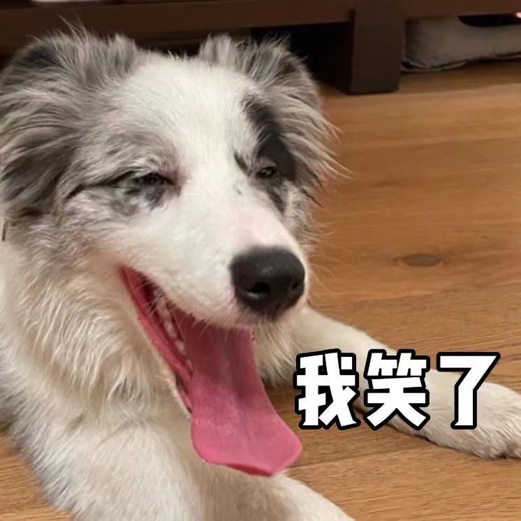 晒猫狗大赛|狗子边牧丸丸子表情包