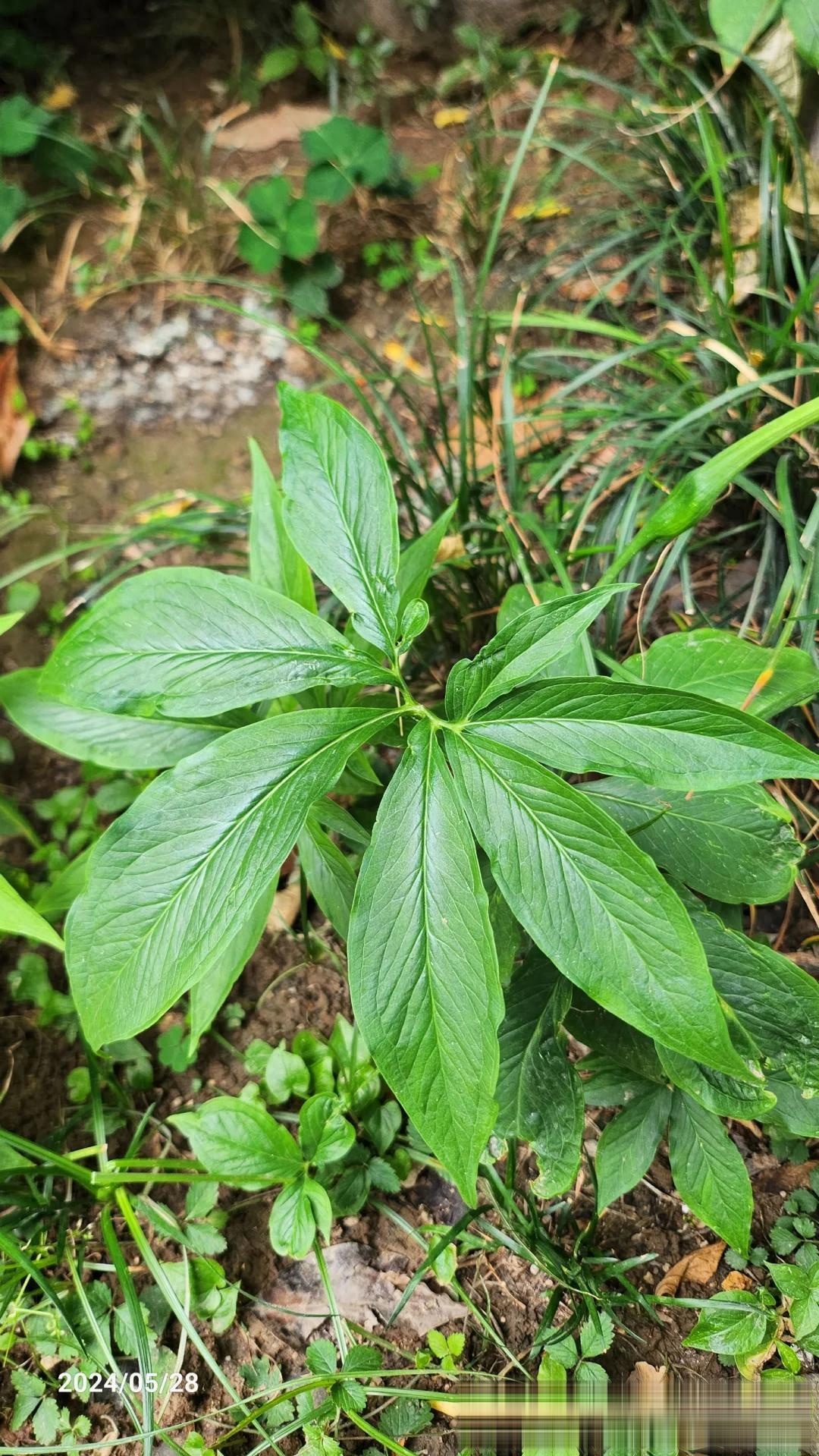 虎掌:虎年探索本草的神秘与药用