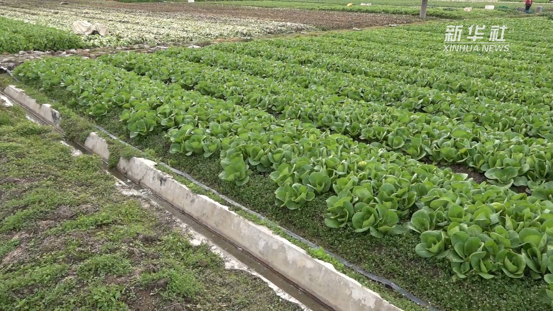 "良种"为福州蔬菜产区保稳产