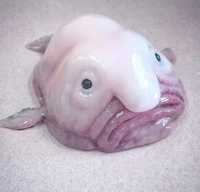 世界最丑的水滴鱼为何深陷灭绝危机