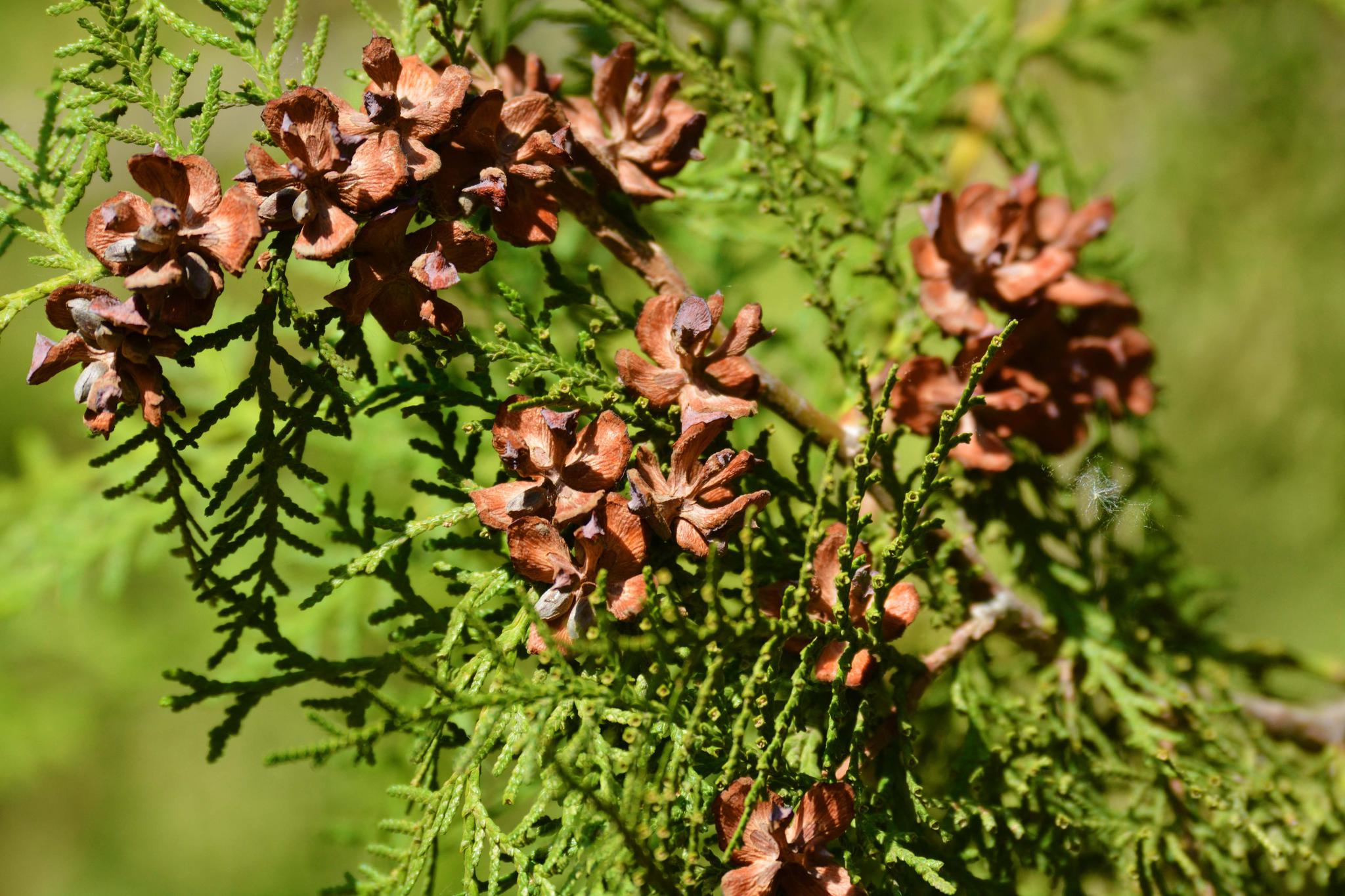 侧柏的种鳞数目到底有多少对?一起来看看答案吧!