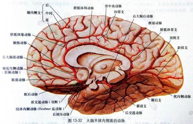 颞动脉缺血表现图片