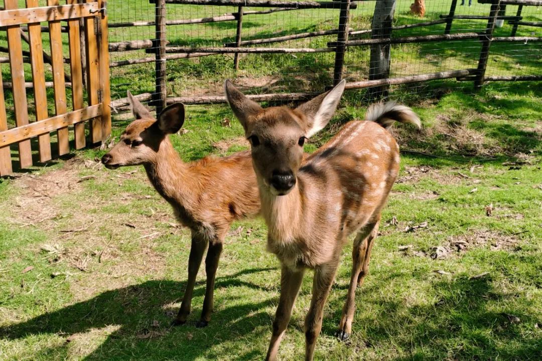 多彩演艺,变形金刚,超萌小鹿……园博园国庆游玩宝典重磅出炉!
