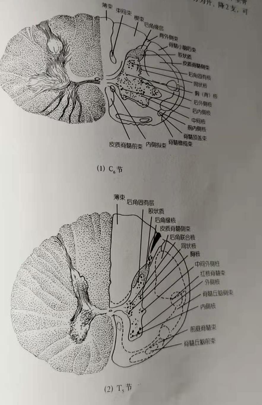 脊髓横断面解剖图手画图片