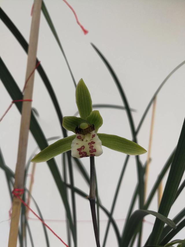 兰花界中以一个县名命名的兰花一一丘北冬蕙兰,迎接冬天的到来