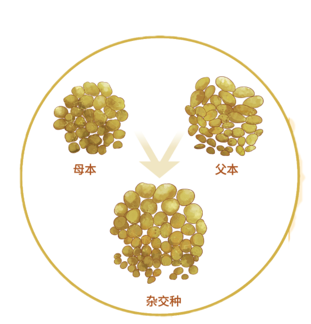 土豆的细胞结构图图片