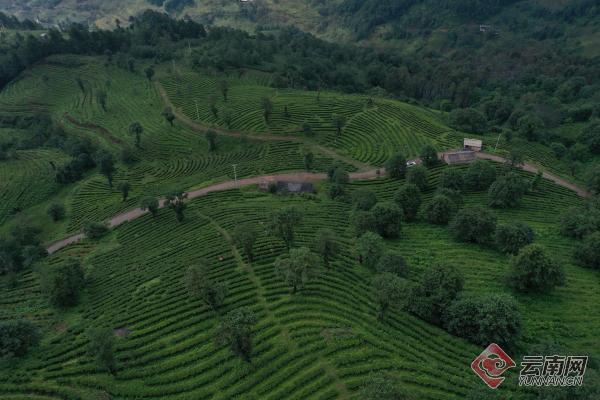 云龙县团结乡 一树茶圆群众致富梦