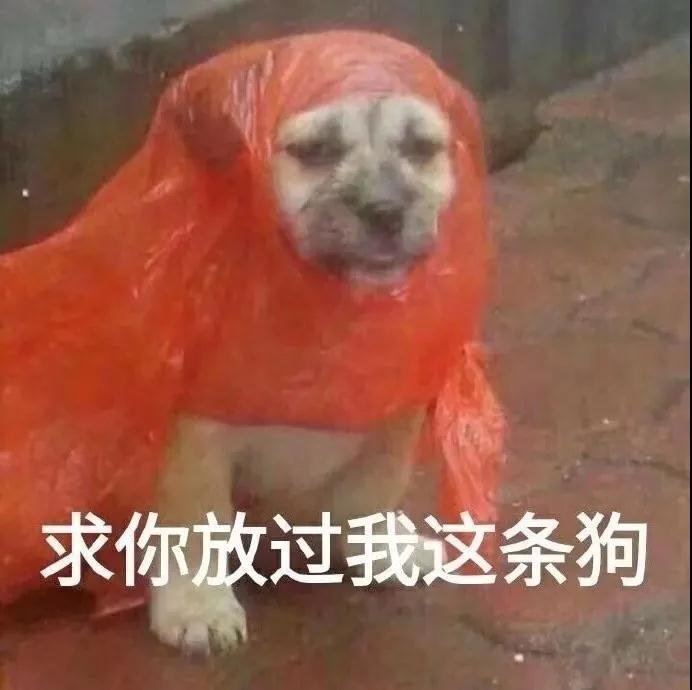 牛奶狗表情包图片