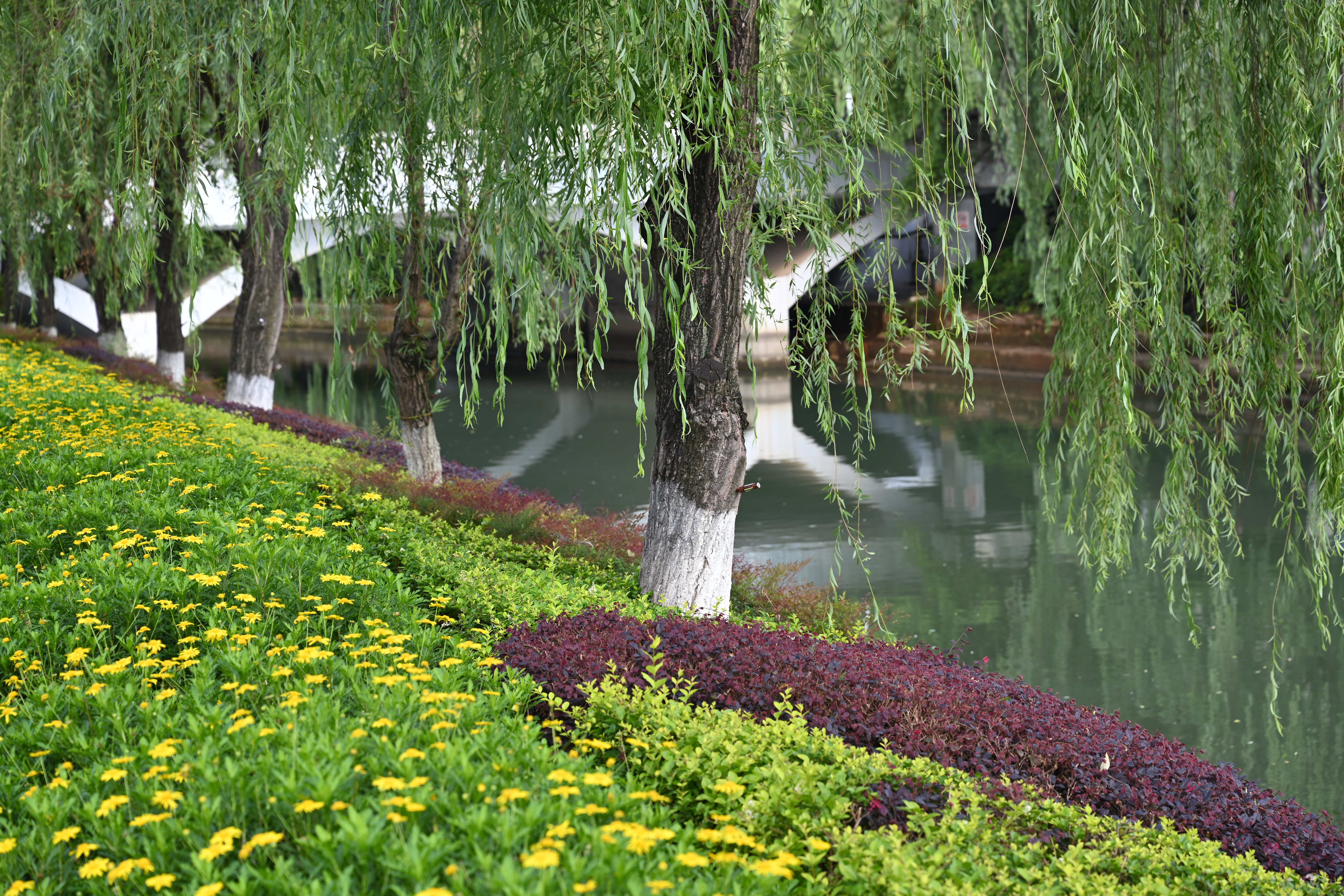 夏天的公园景色三年级图片