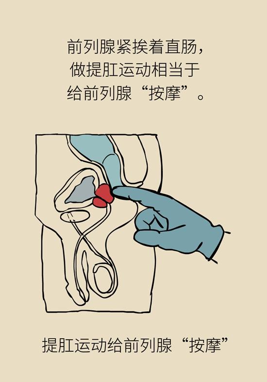 有效预防痔疮,按摩前列腺,锻炼盆底肌……运动虽小,好处不少