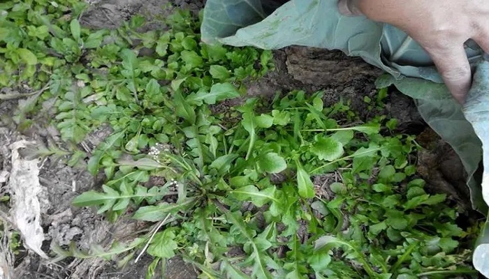 河南荠菜种植图片