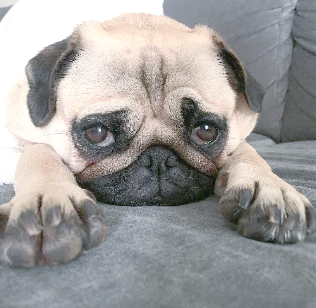 巴哥犬:一种魅力与高雅并存的小型犬种